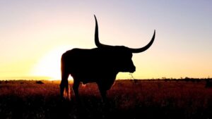 XRP Sparks Bullish Frenzy As Top Software Dev Says It Beats ETF Hype