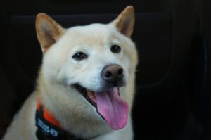 ‘Good News’ Finally Arrives For SHIB Army As Team Unveils New Update