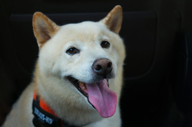 ‘Good News’ Finally Arrives For SHIB Army As Team Unveils New Update