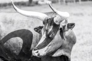 Bitcoin’s Powerful Rally Signal Is Back — Is History About To Repeat?