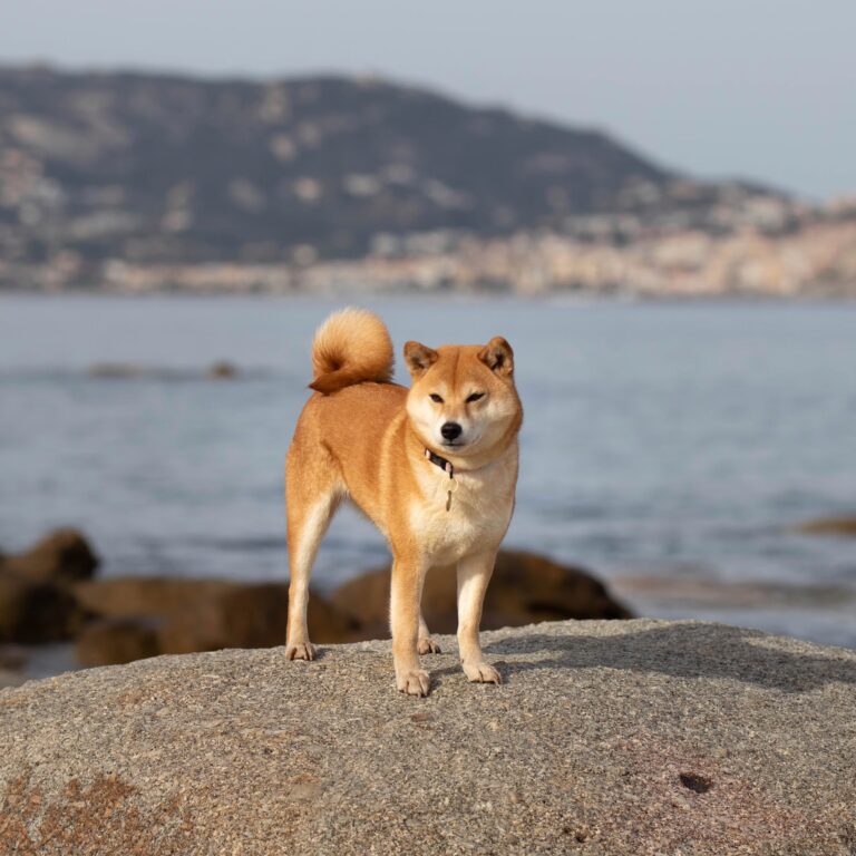 Why Shiba Inu Holders Should Look Forward To Sunday