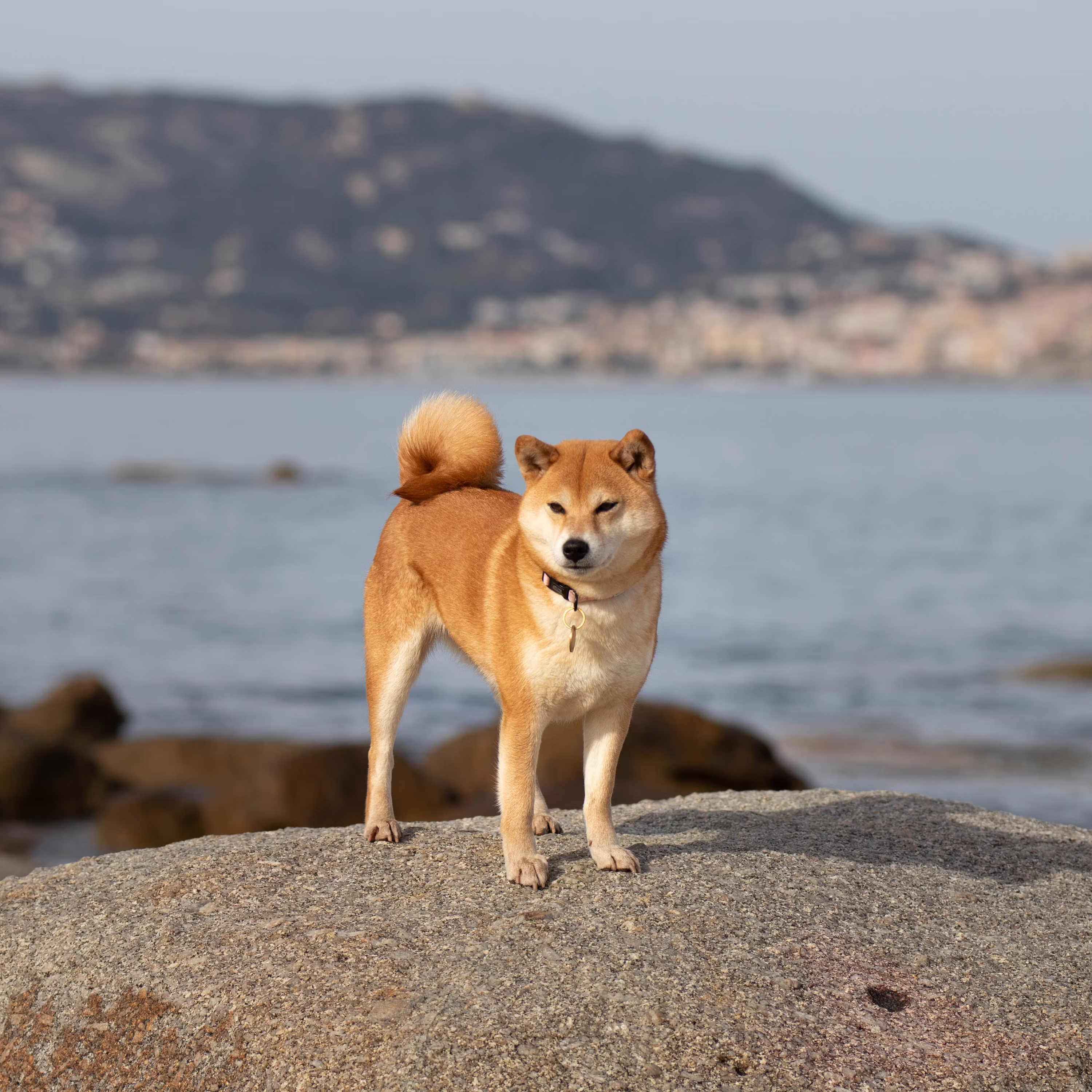 Why Shiba Inu Holders Should Look Forward To Sunday