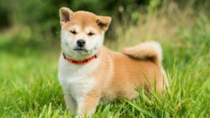 80% Down: Shiba Inu Whale Finally Exits After 2-Year Hold