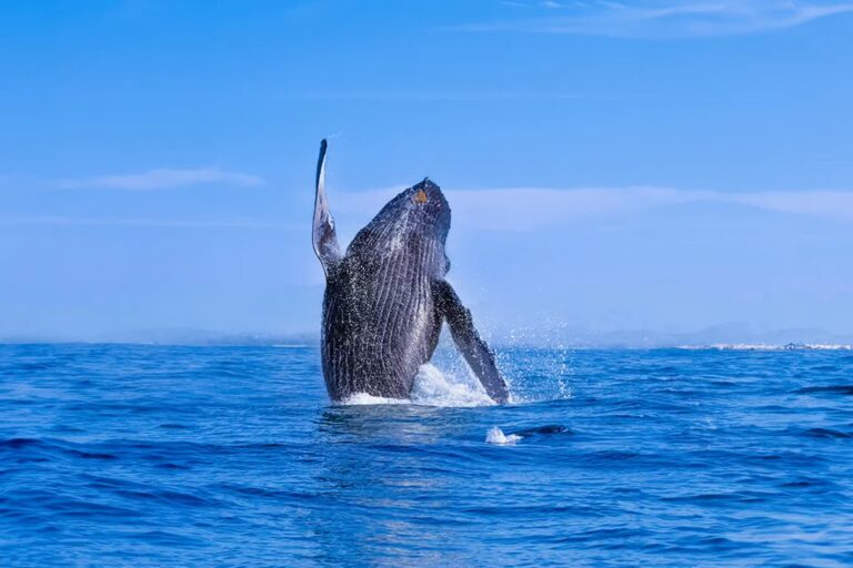 SecondFi Completes Refund Snapshot for Wallets Impacted by Recent Cardano Exploit